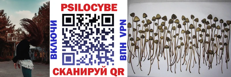 купить наркотики сайты  Санкт-Петербург  Псилоцибиновые грибы GOLDEN TEACHER 